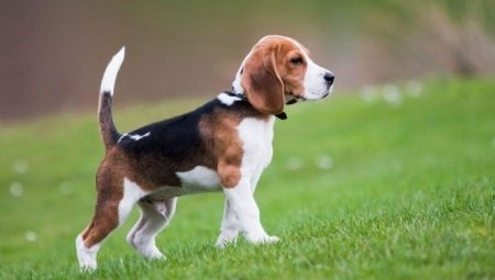 The nuances of education and training beagle