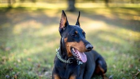 Is it mandatory to stop the ears and tail of the Doberman or can it be left uncropped?