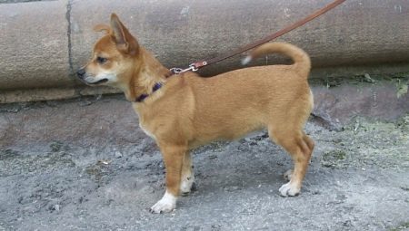 Mixed Race Chihuahua