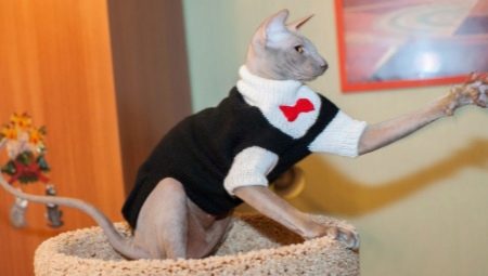 Clothing for cats: what happens and how to train a cat to it?