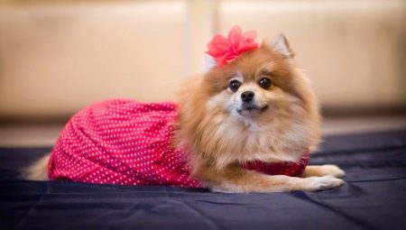 Clothing for Spitz: varieties and tips for choosing