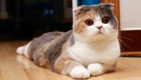 Warna kucing scottish