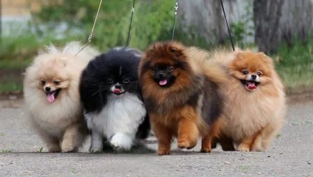 Description and rules for keeping sable Spitz