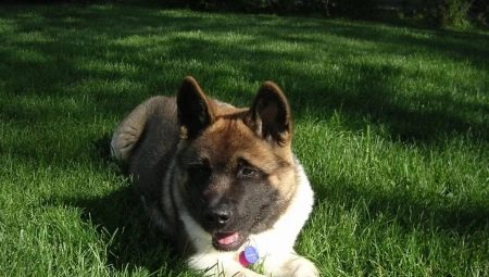 Description and content of black Akita Inu
