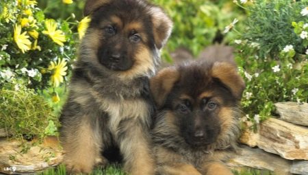 Description and maintenance of a German Shepherd puppy at 1 month