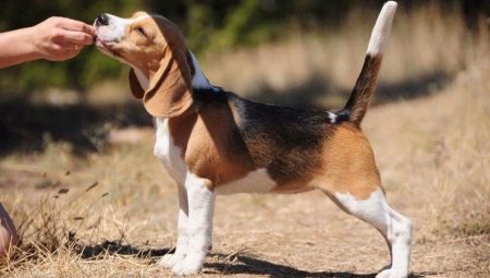 Description and maintenance of beagle puppies at 4 months