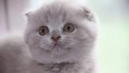 Descripció i cria de gats liles escocesos