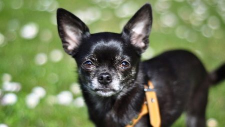 Features chihuahua black color