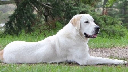 Features of training alabay