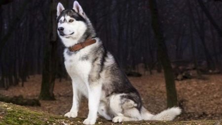 Husky Character Features