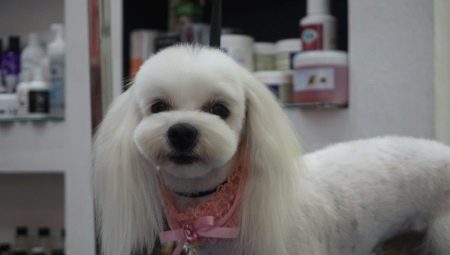 Funktioner og typer hårklippes maltesisk