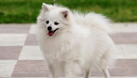 Features of the dog breed Volpino Italiano