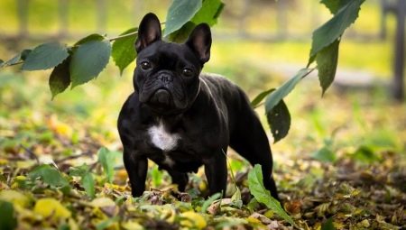 Features of the care of the French Bulldog