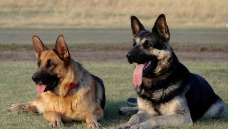 Differences between the German Shepherd and the East European