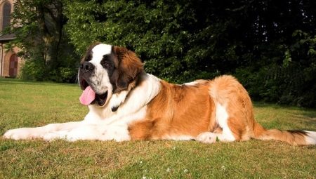 Differences of breeds Moscow Watchdog and St. Bernard