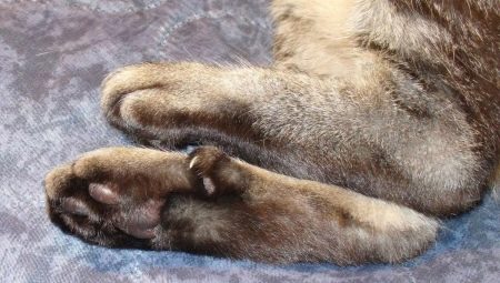 Fingers in cats: their functions and number