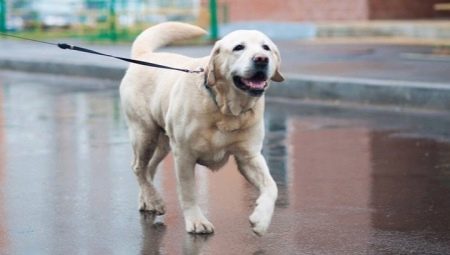 Yellow Labrador: description, content and name selection