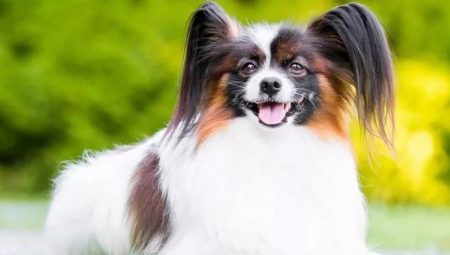 Papillon: features and subtleties of content