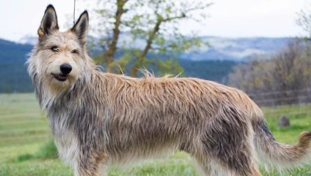 Picardy Shepherd Dogs: breed description and conditions for keeping dogs