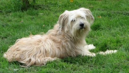 Pyrenean Shepherd Dog: features and content