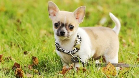 Pros and Cons of Chihuahua
