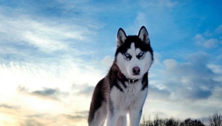 Pros and Cons of a Husky Dog Breed