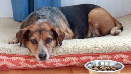 Why does the dog not eat dry food and how to teach it to him?