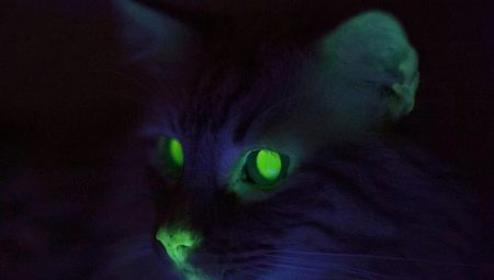 Why do cats glow in the dark?