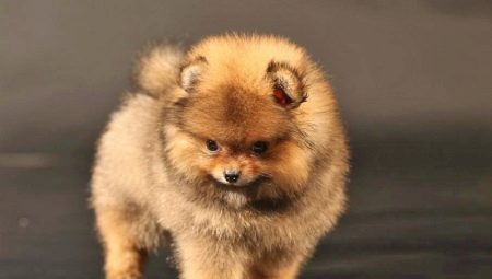 Bear-type Pomeranian: advantages, disadvantages and subtleties of care