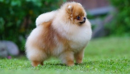 Pomeranian Spitz: description of the breed and character, colors and care