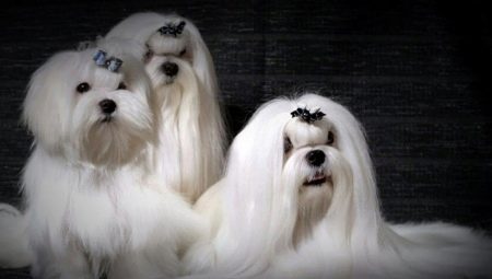 Diğer ırklarla melez