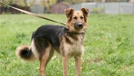 Crossbreeds of mutts and shepherd dogs