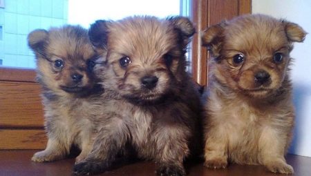 Spitz și York cruce: descrierea și caracteristicile îngrijirii