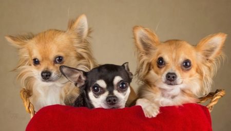 Popular and interesting names for chihuahua girls
