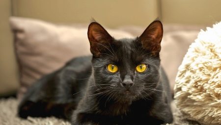 Popular breeds of black cats and cats