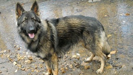 Breeds of American Shepherds and features of their content