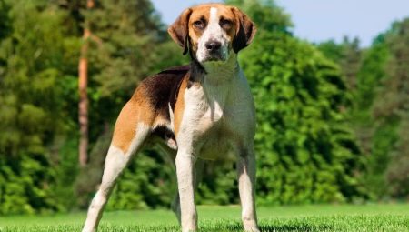 Breeds of medium-sized dogs: general features, types with description, choice, care