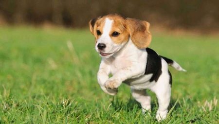 Beagle sizes: dogs weight and height by months