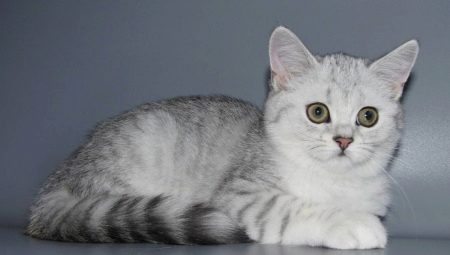 Una varietat de colors de gats rectes escocesos