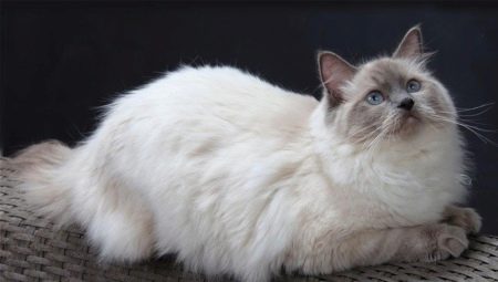 Ragdoll: color variations, character and content rules