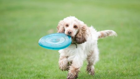 Recommendations for the education and training of spaniels