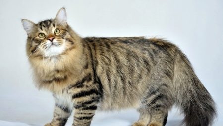 Russian cats: description, breeds, choice and nuances of care
