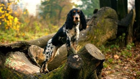 Russian Hunting Spaniel: breed characterization and rearing