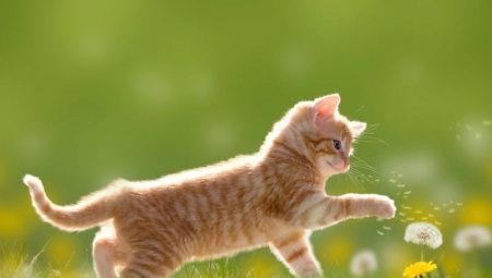 Red cats: how do they behave and what are they?