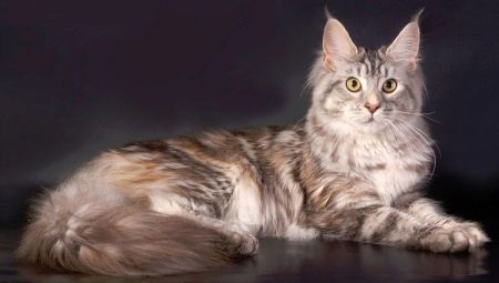 แมวบ้านที่ใหญ่ที่สุดในโลก