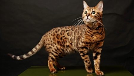 The most beautiful cats: the best breeds