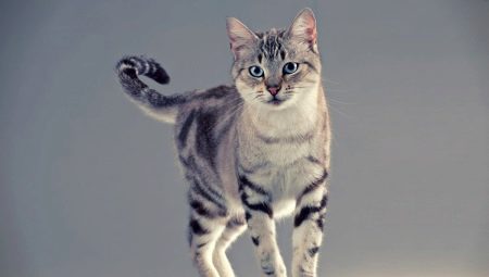 The cutest cat breeds