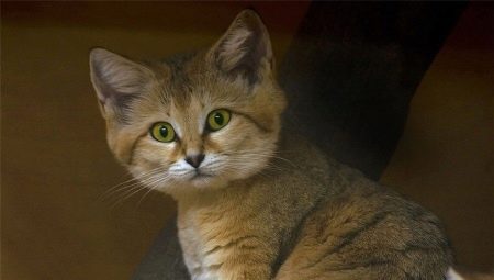 Epätavallisimmat kissat