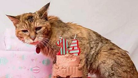 The oldest cats in the world