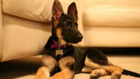 German Shepherd puppies at 4 months: how do they look and how to care for them?